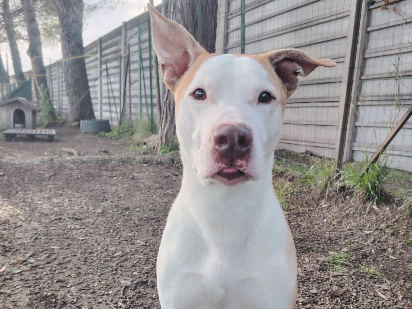 Adotta un cane, taglia media, maschio, Roma