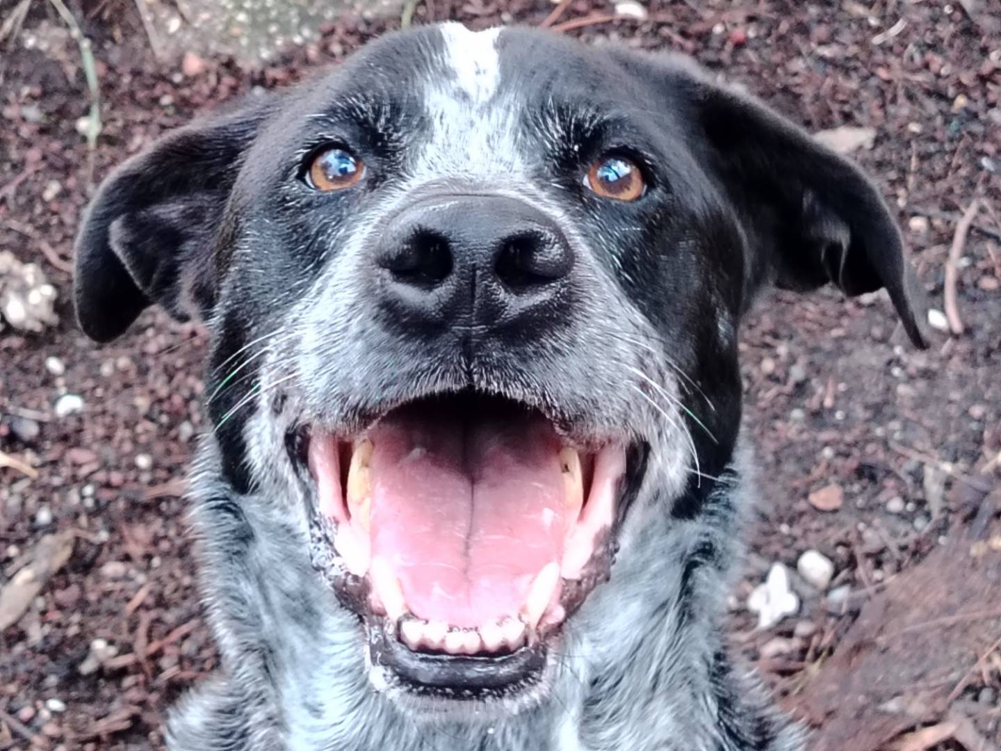 Adozione cane, maschio, Setter Inglese Bracco, 3 anni e 6 mesi, taglia media, Roma