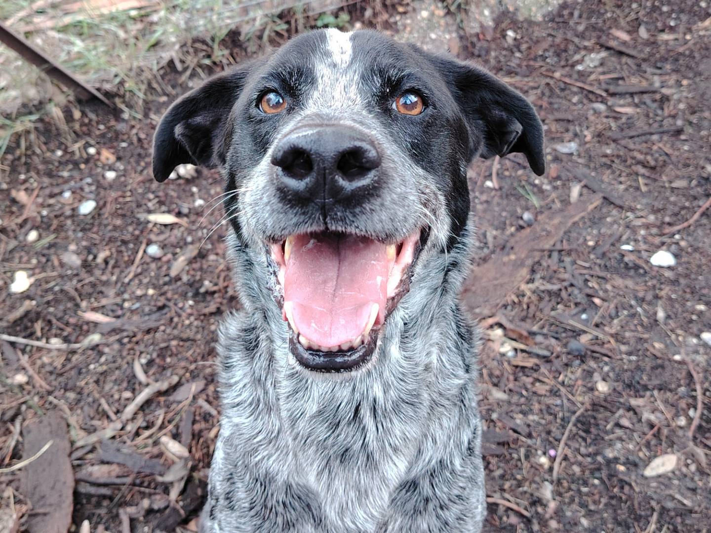 Adotta un cane, maschio, 3 anni e 6 mesi, Roma