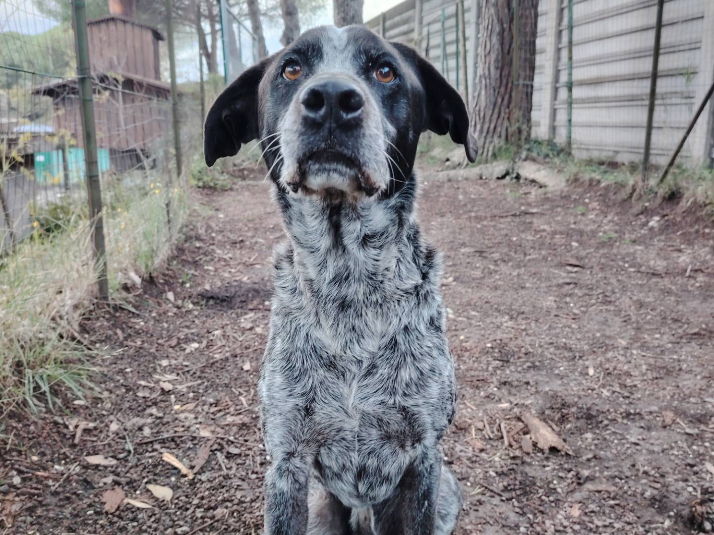 Adotta un cane, taglia media, maschio, Roma
