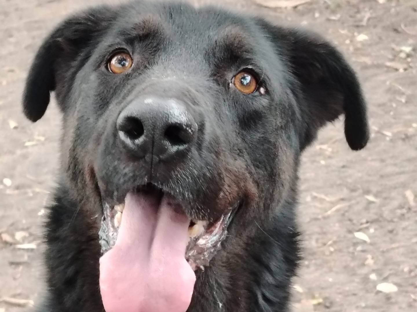 Adozione cane, maschio, Razza sconosciuta Razza sconosciuta, 5 anni e 10 mesi, taglia grande, Roma