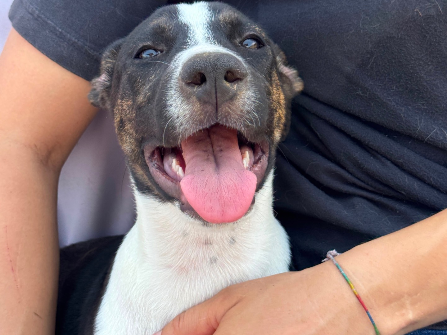 Adozione cane, femmina, Razza sconosciuta Razza sconosciuta, 4 mesi, taglia media, Frosinone