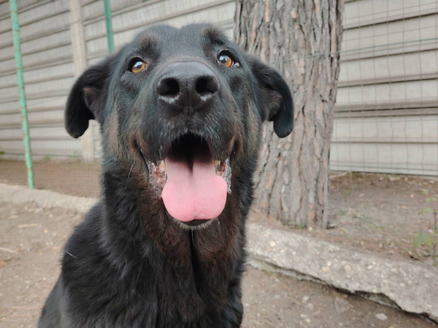 Adotta un cane, maschio, 5 anni e 10 mesi, Roma