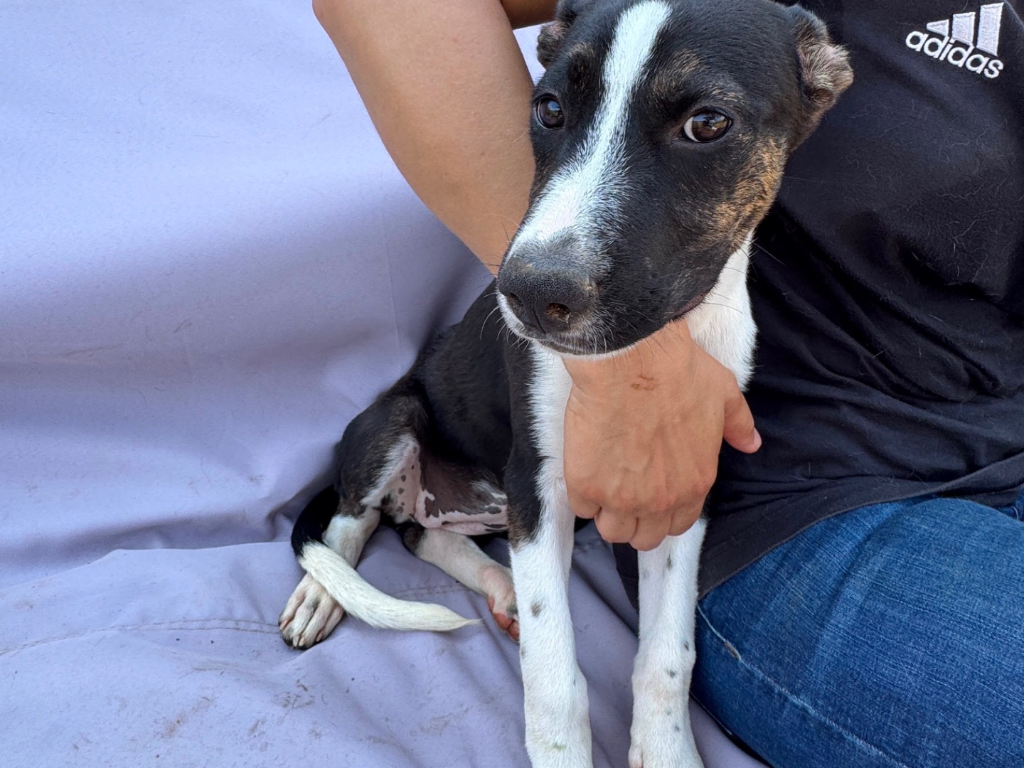 Vuoi adottare un cane a Frosinone?