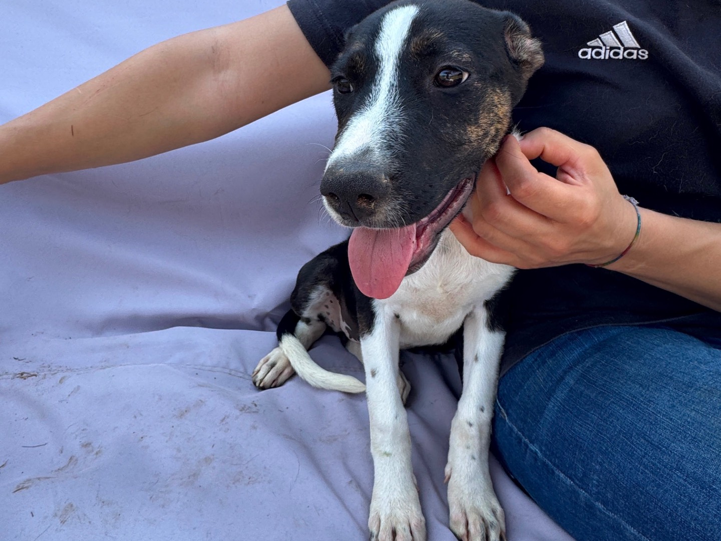 Adotta un cane, femmina, 4 mesi, Frosinone