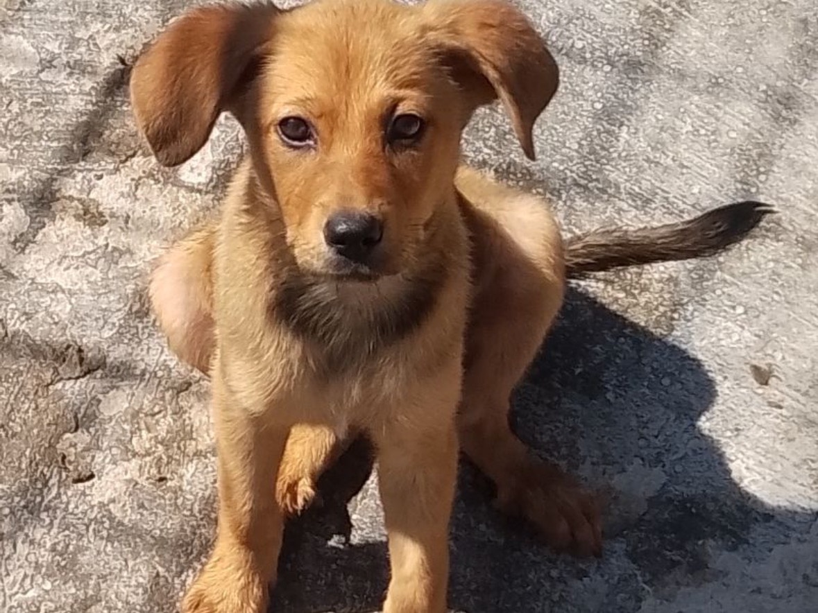 Adotta un cane, taglia media, femmina, Frosinone