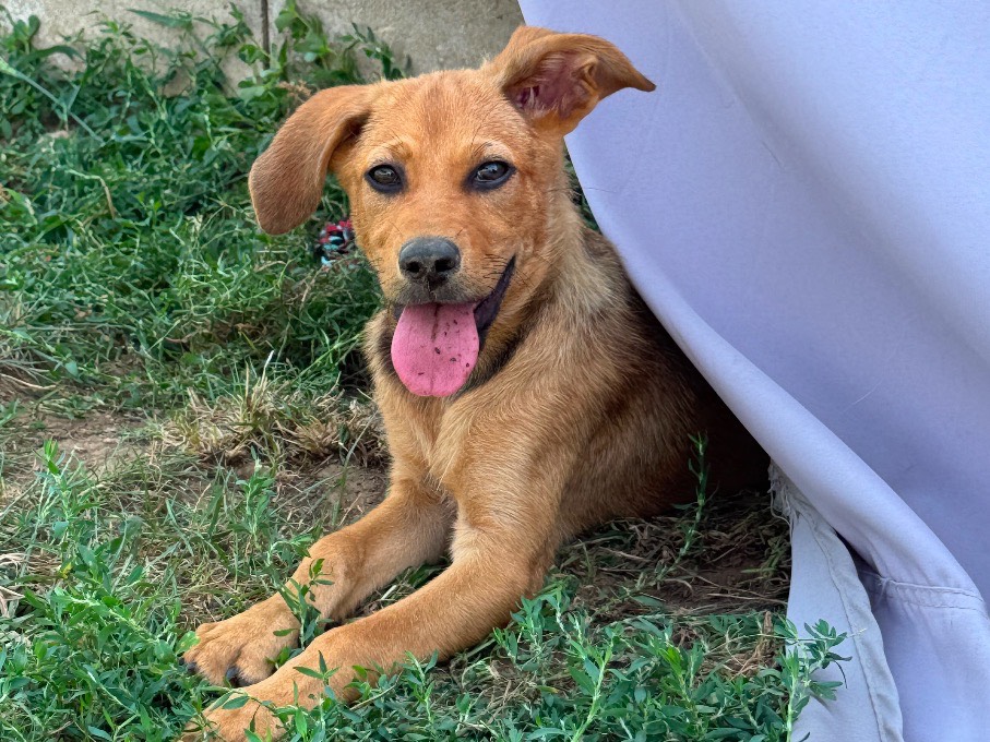 Adotta un cane, femmina, 4 mesi, Frosinone