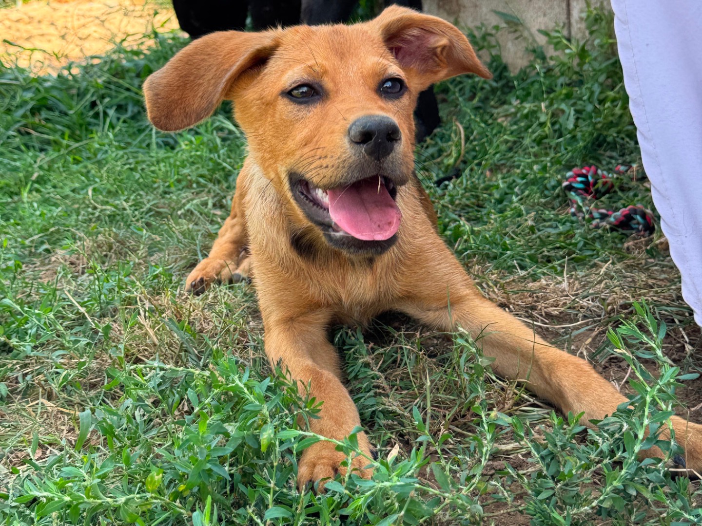 Adozione cane, femmina, Razza sconosciuta Razza sconosciuta, 4 mesi, taglia media, Frosinone
