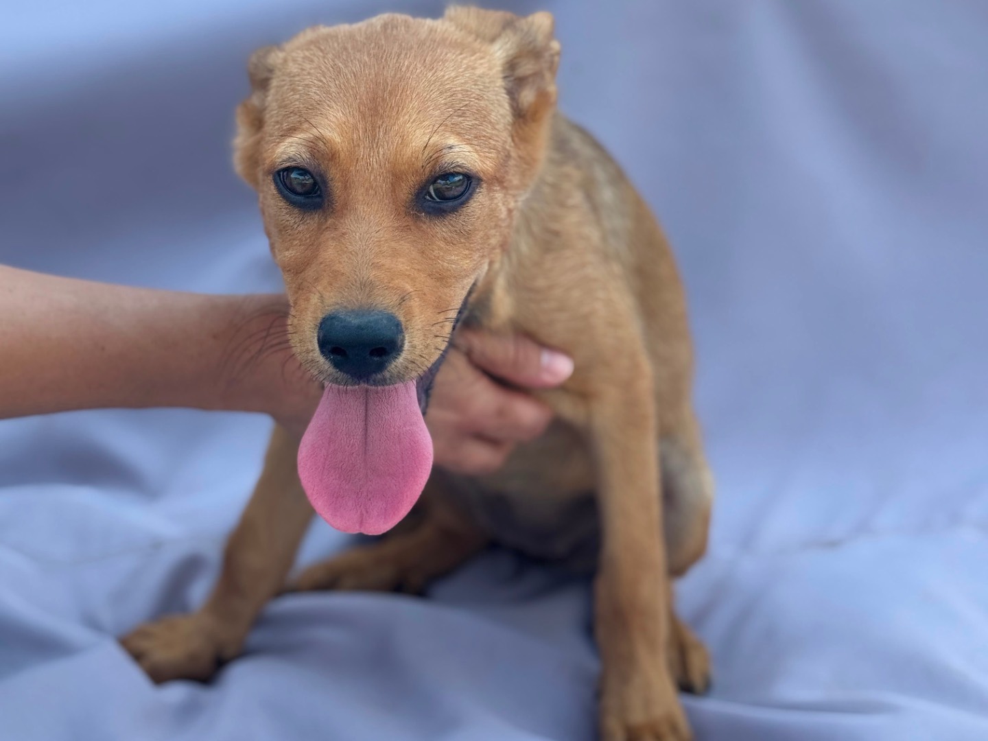 Vuoi adottare un cane a Frosinone?