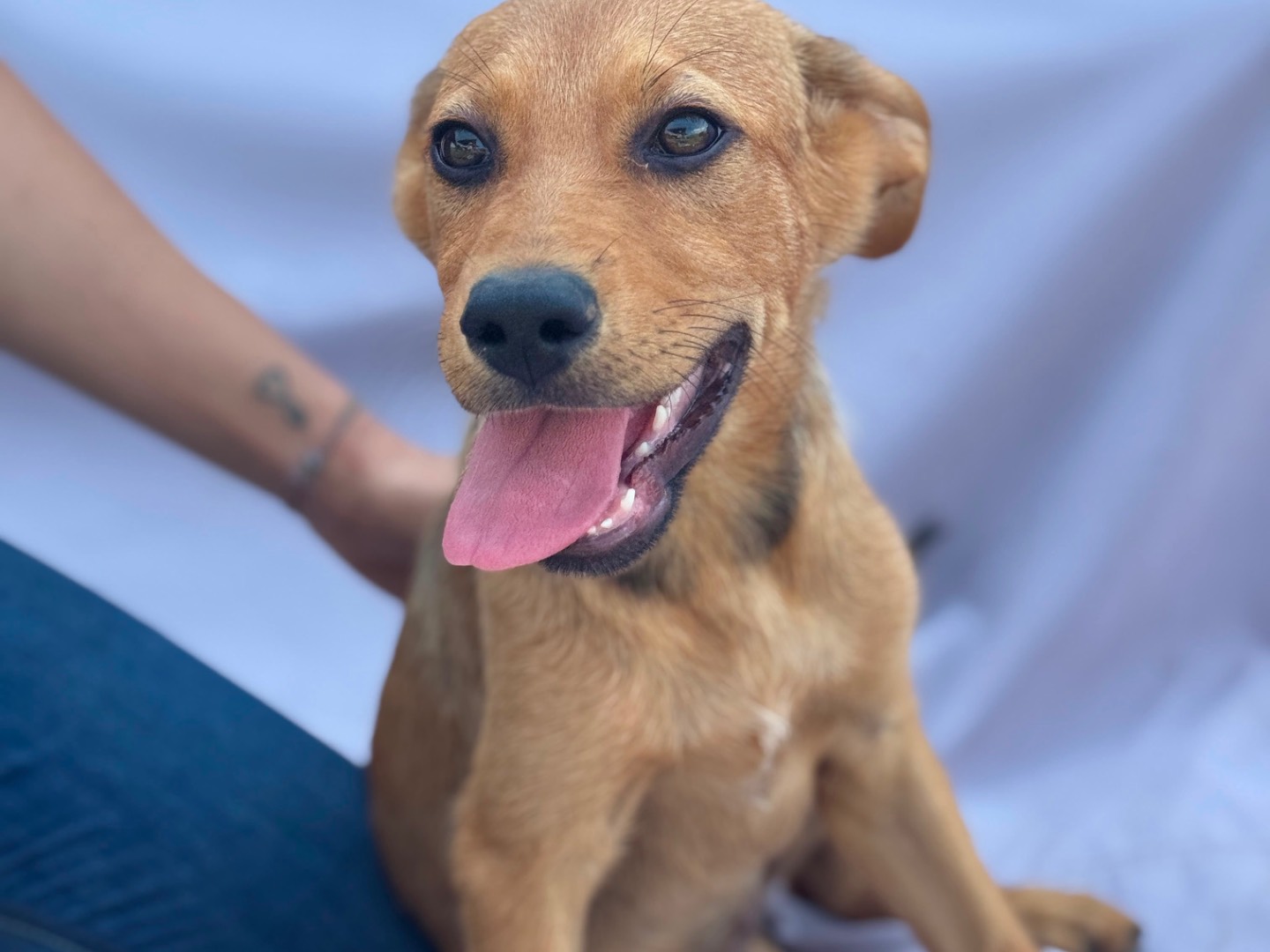 Adotta il cane Maya a Frosinone