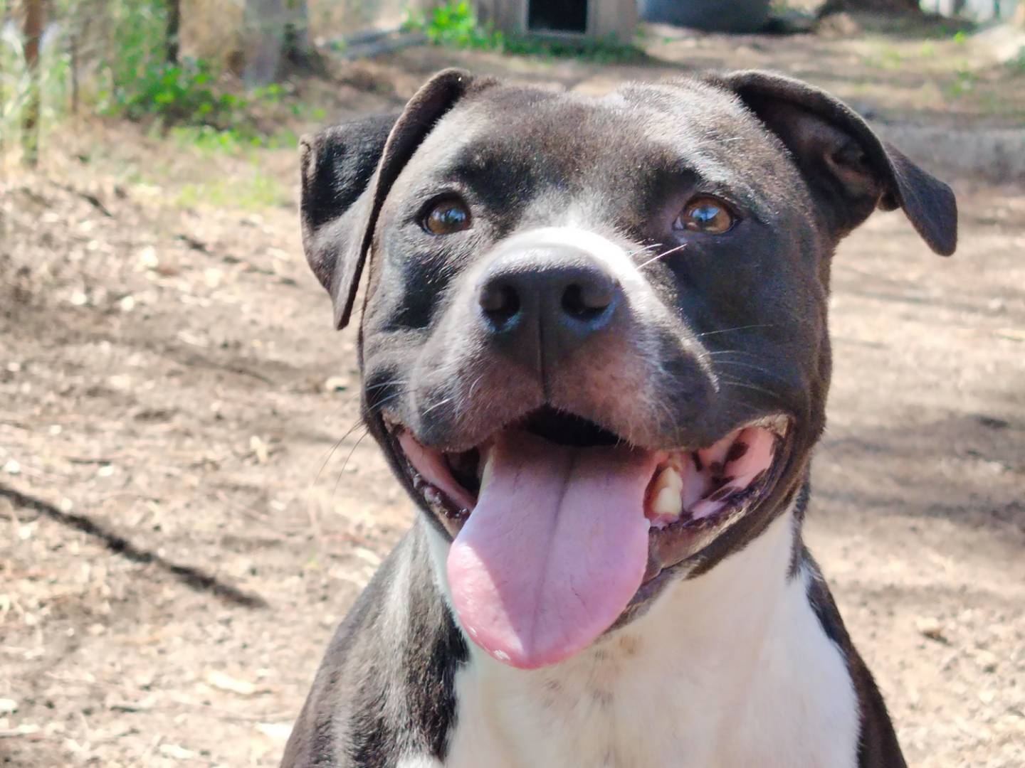 Adozione cane, femmina, Pitbull Razza sconosciuta, 4 anni e 5 mesi, taglia media, Roma