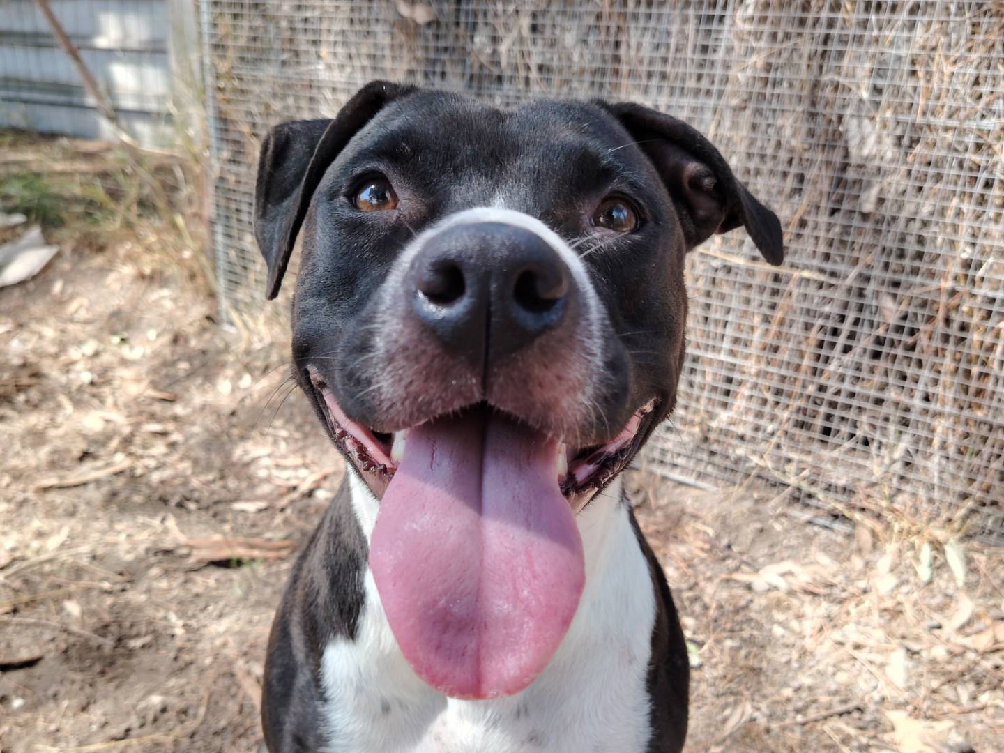Adotta un cane, femmina, 4 anni e 5 mesi, Roma