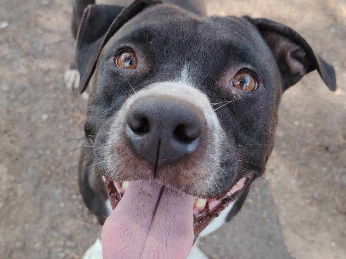 Adotta un cane, taglia media, femmina, Roma