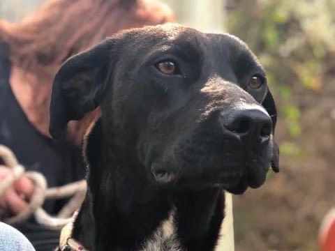Adozione cane, maschio, Razza sconosciuta Razza sconosciuta, 3 anni, taglia media, Latina