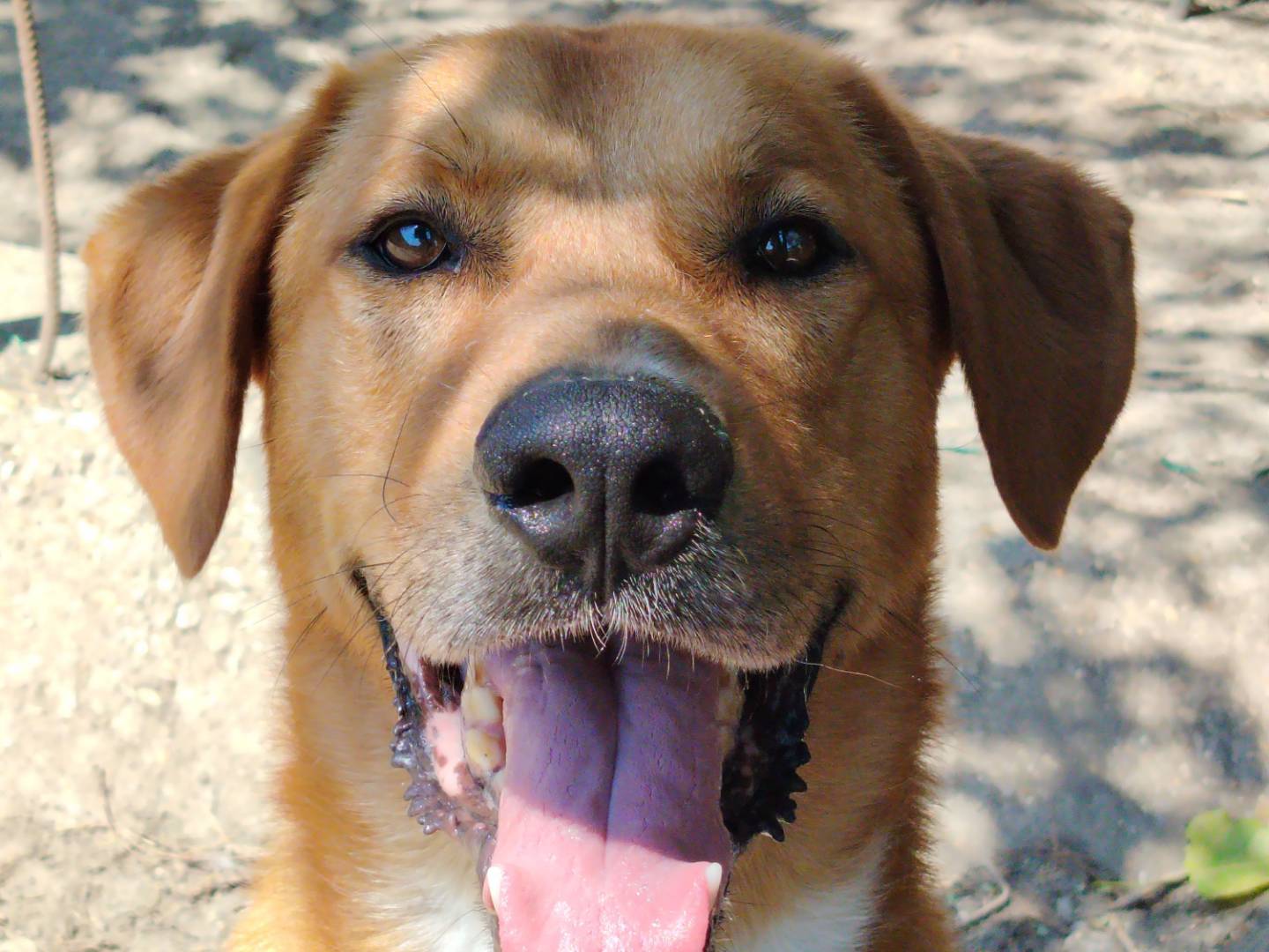 Adotta un cane, maschio, 7 anni e 5 mesi, Roma