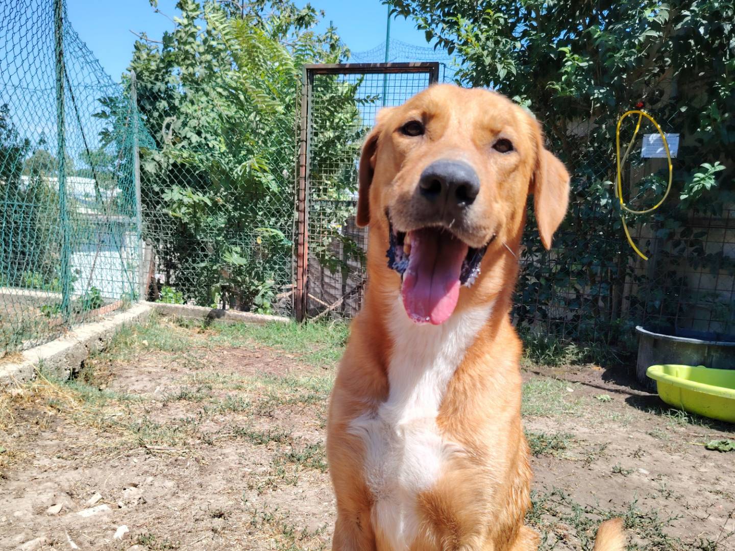 Adotta un cane, taglia gigante, maschio, Roma