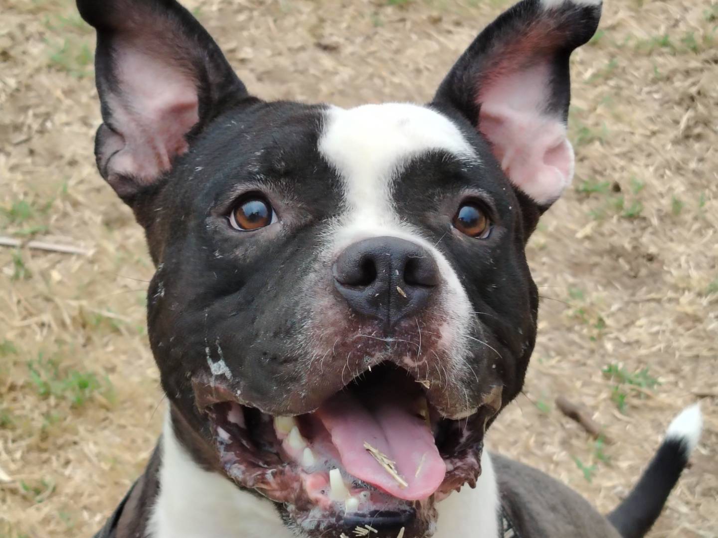 Adozione cane, maschio, Pitbull Razza sconosciuta, 4 anni e 5 mesi, taglia media, Roma