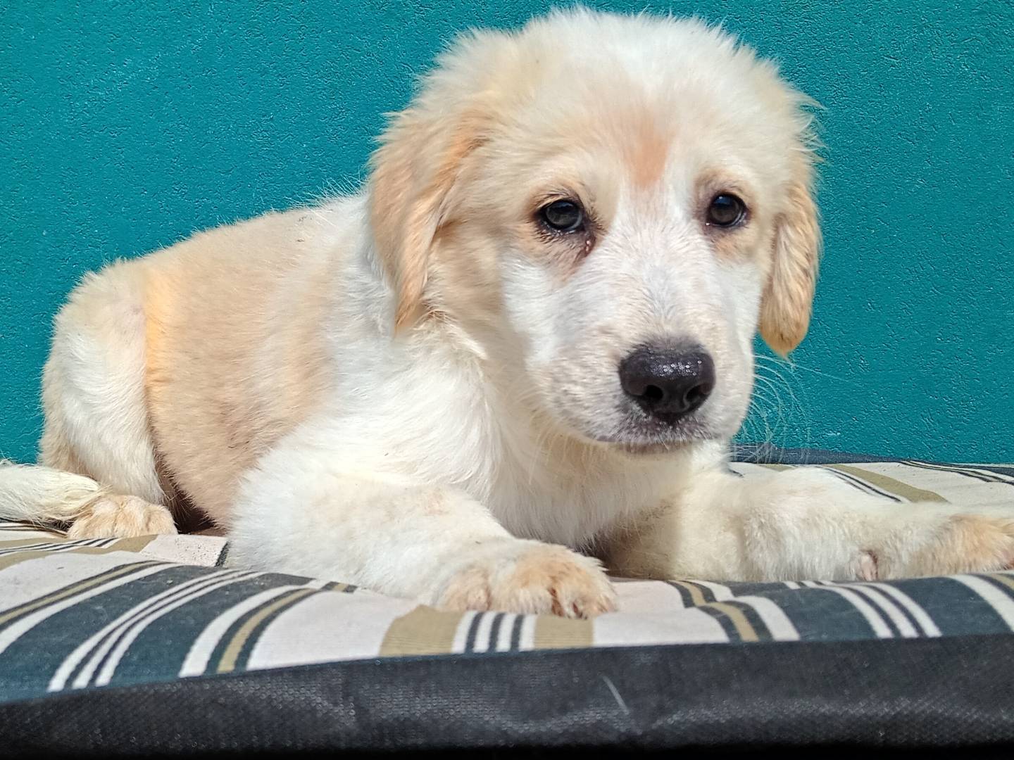 Vuoi adottare un cane a Modena?