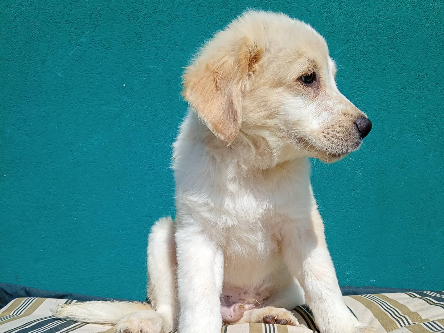 Adotta un cane, taglia grande, maschio, Modena