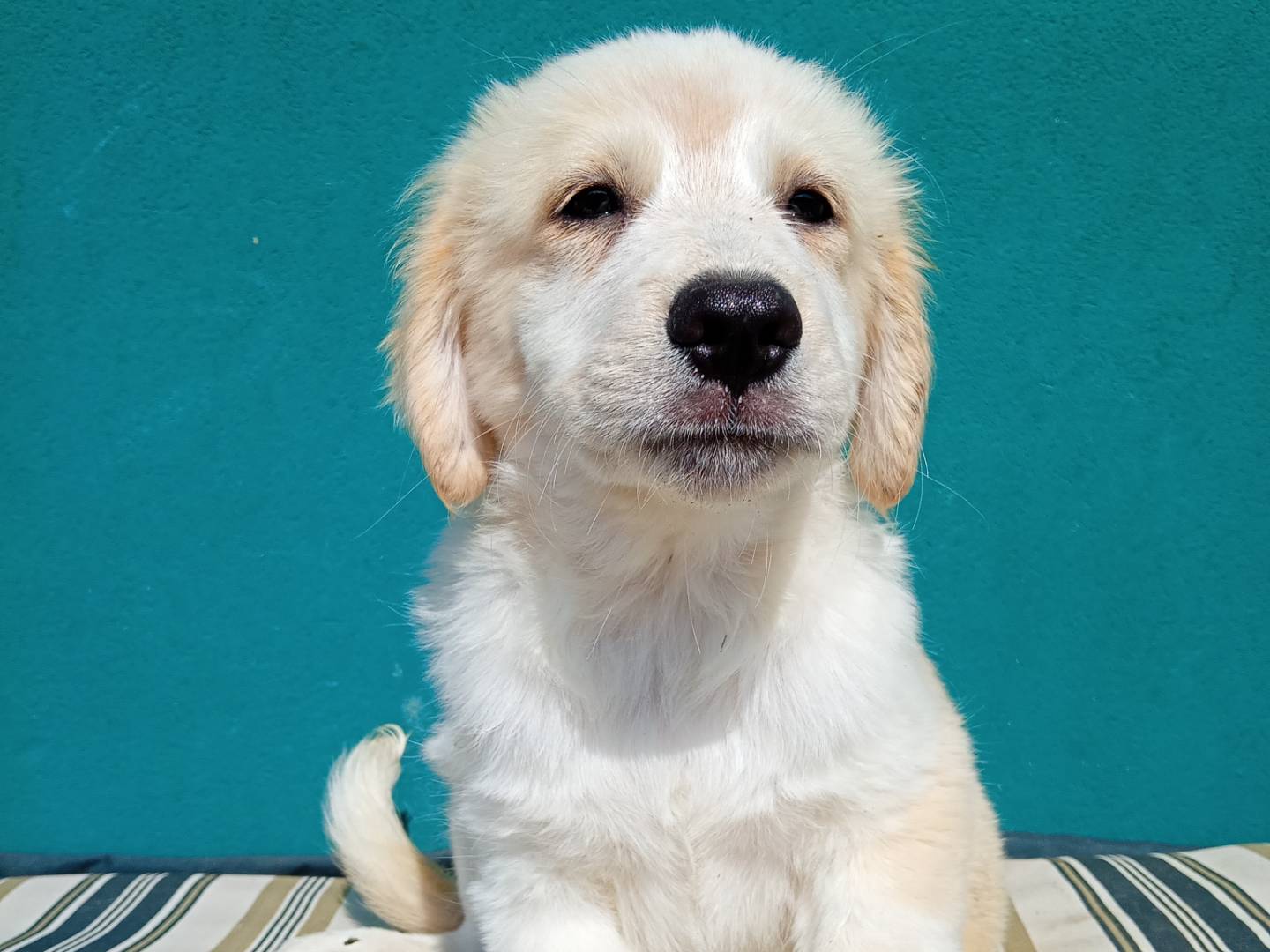 Adotta un cane, maschio, 3 mesi, Modena
