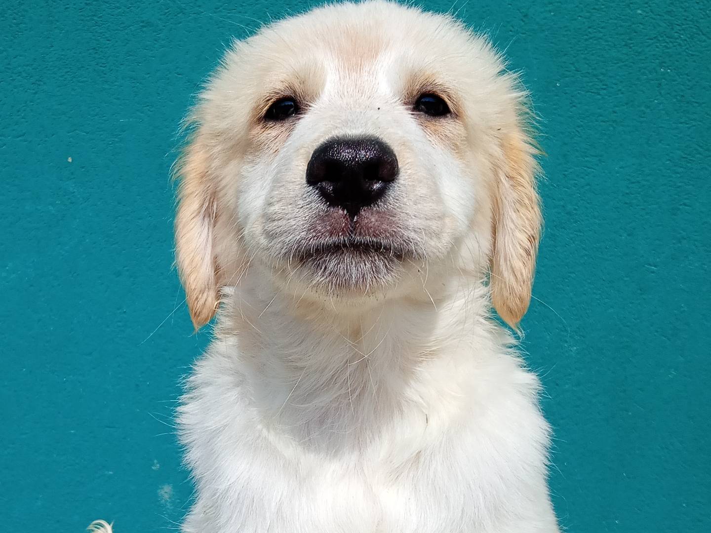 Adozione cane, maschio, Razza sconosciuta Razza sconosciuta, 3 mesi, taglia grande, Modena
