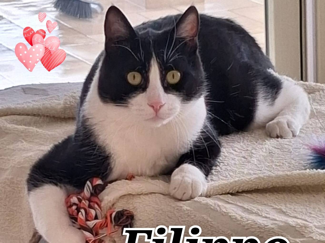 Adozione gatto, maschio, Razza sconosciuta Razza sconosciuta, 1 anno, taglia non valida, Brescia