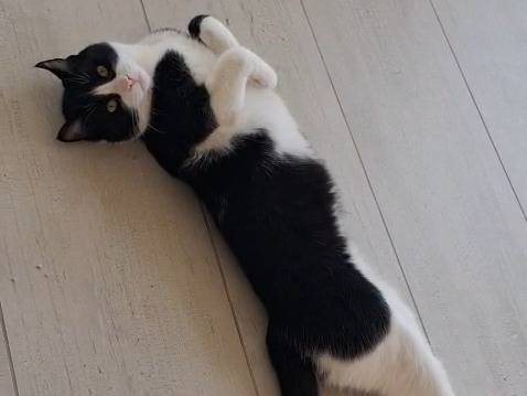 Vuoi adottare un gatto a Brescia?