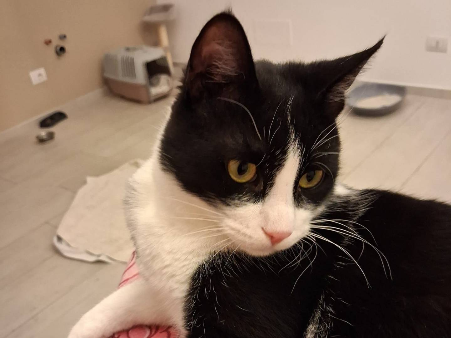 Adotta il gatto Filippo a Brescia