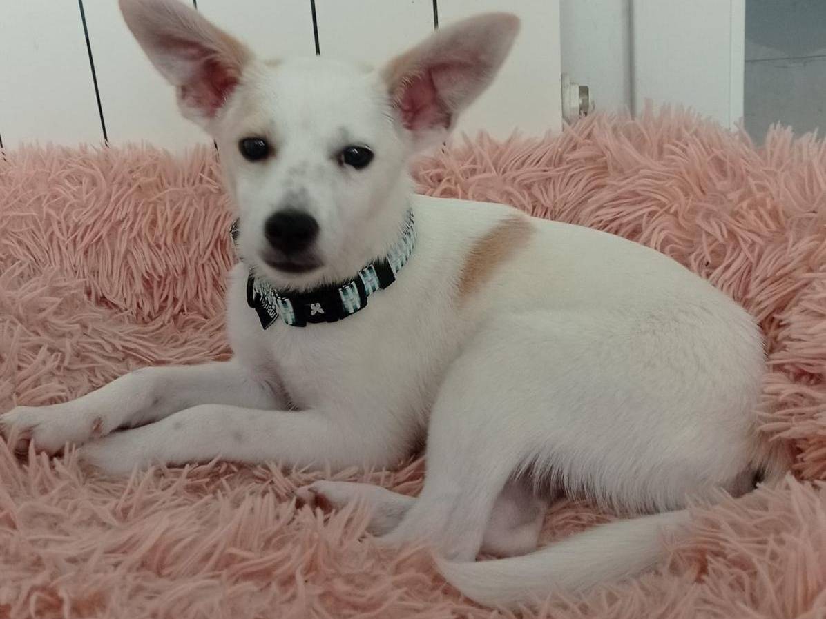 Adotta un cane, taglia media contenuta, maschio, Cosenza