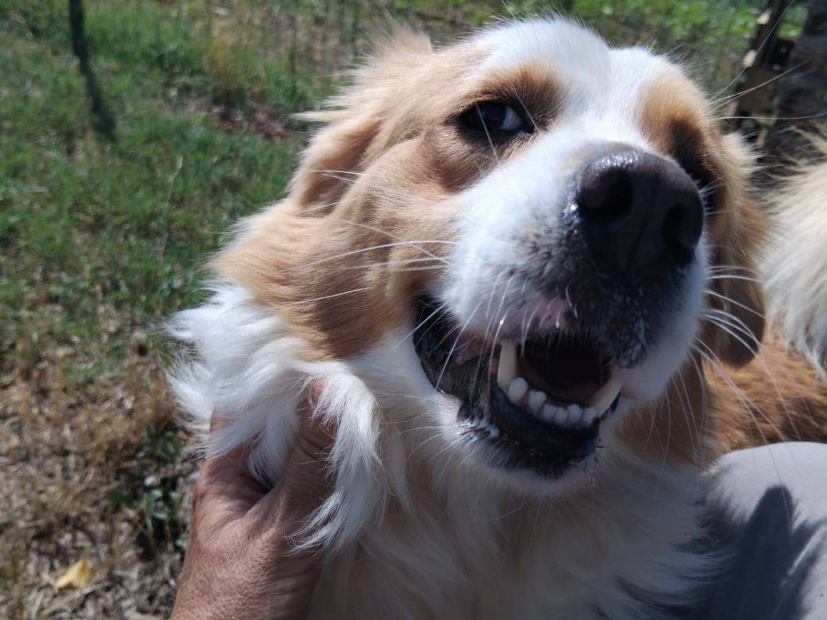 Adotta il cane Mughetto a Cosenza