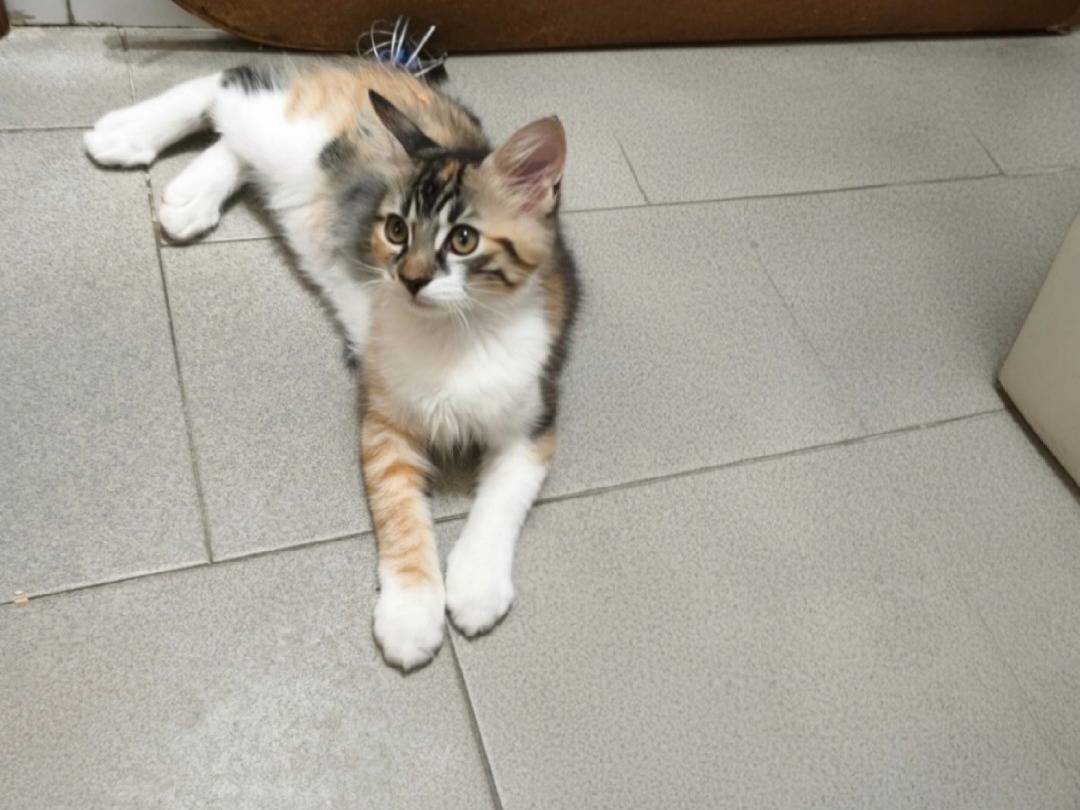 Vuoi adottare un gatto a Napoli?