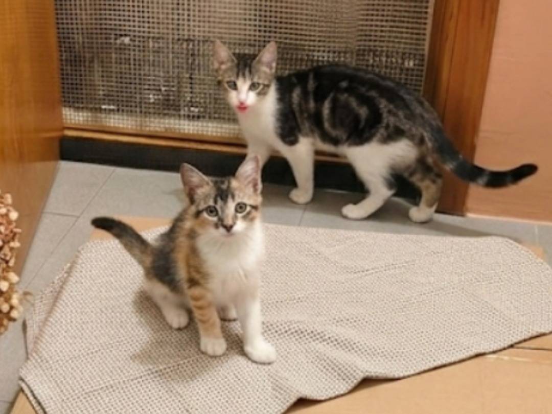 Adotta il gatto Due sorelline  a Napoli