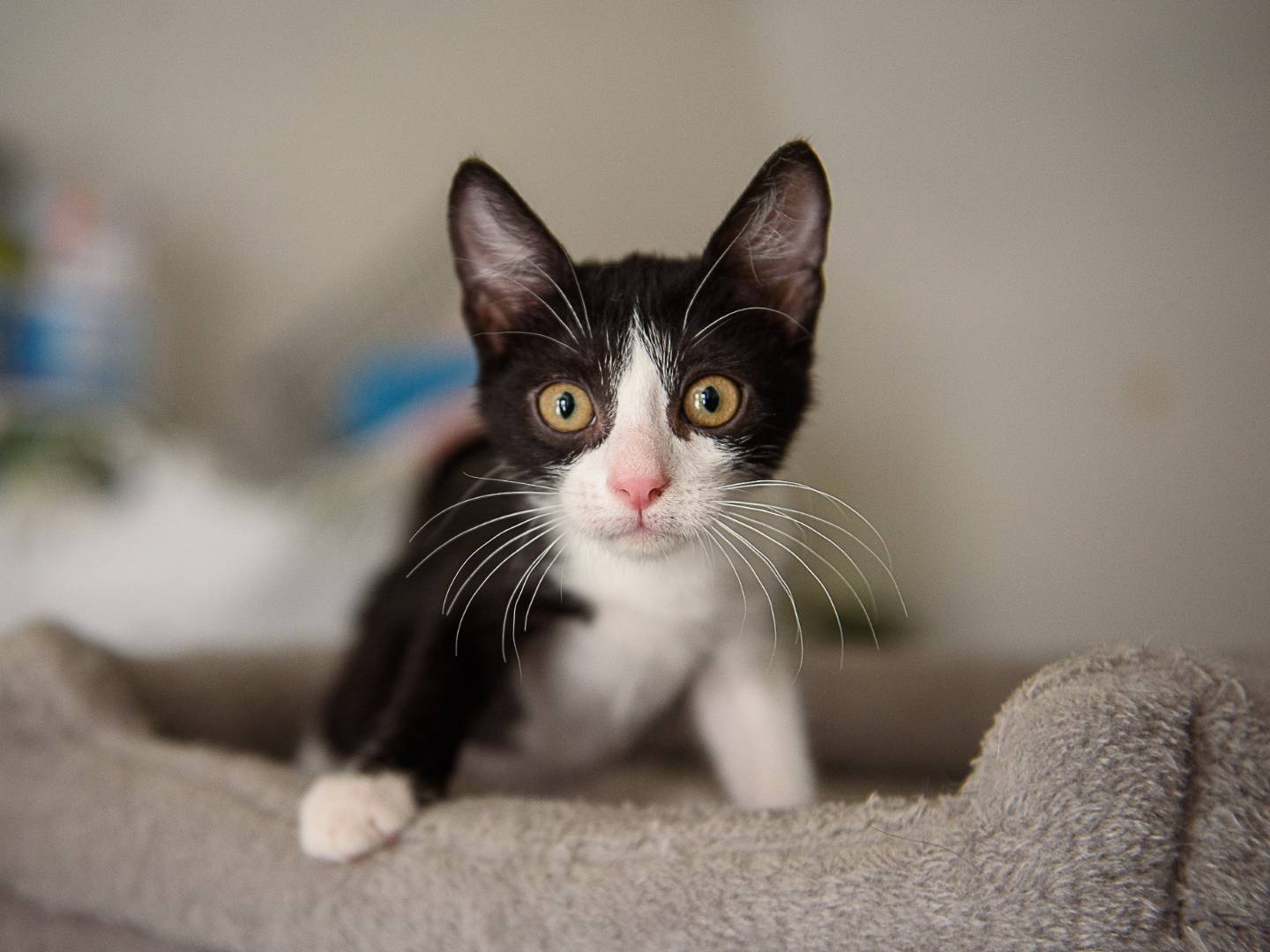 Adotta un gatto, taglia non valida, femmina, Ravenna
