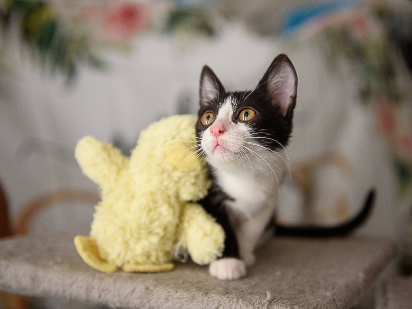 Adozione gatto, femmina, Razza sconosciuta Razza sconosciuta, 3 mesi, taglia non valida, Ravenna