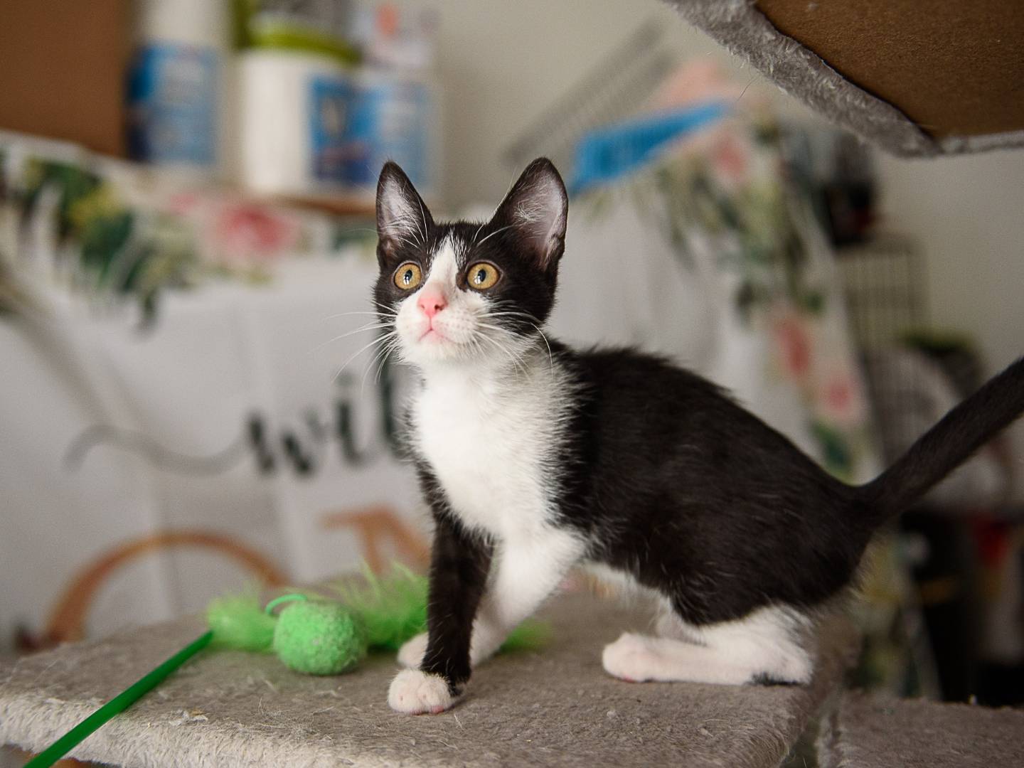Adotta un gatto, femmina, 3 mesi, Ravenna