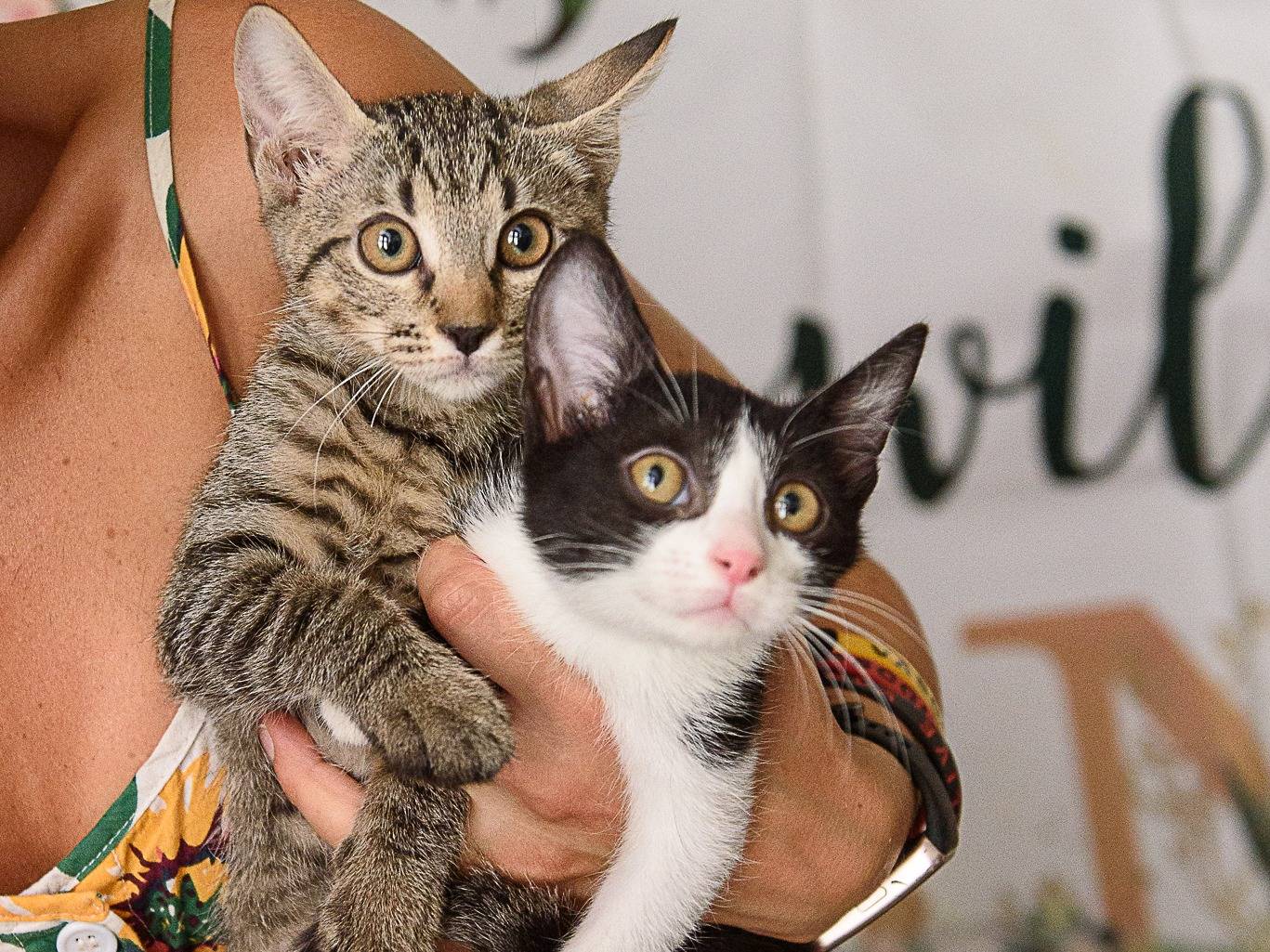 Vuoi adottare un gatto a Ravenna?