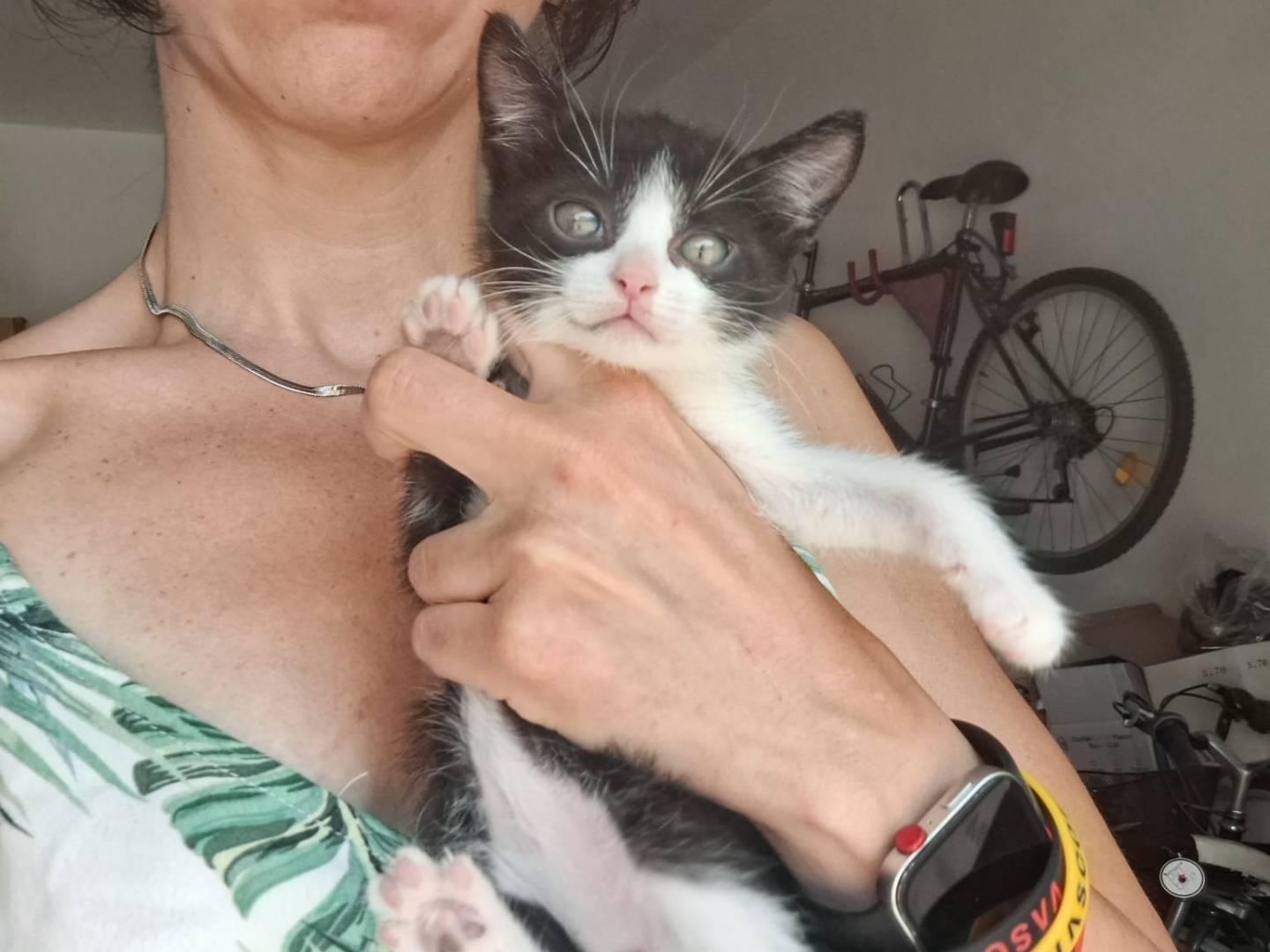 Adotta il gatto Bibì a Ravenna