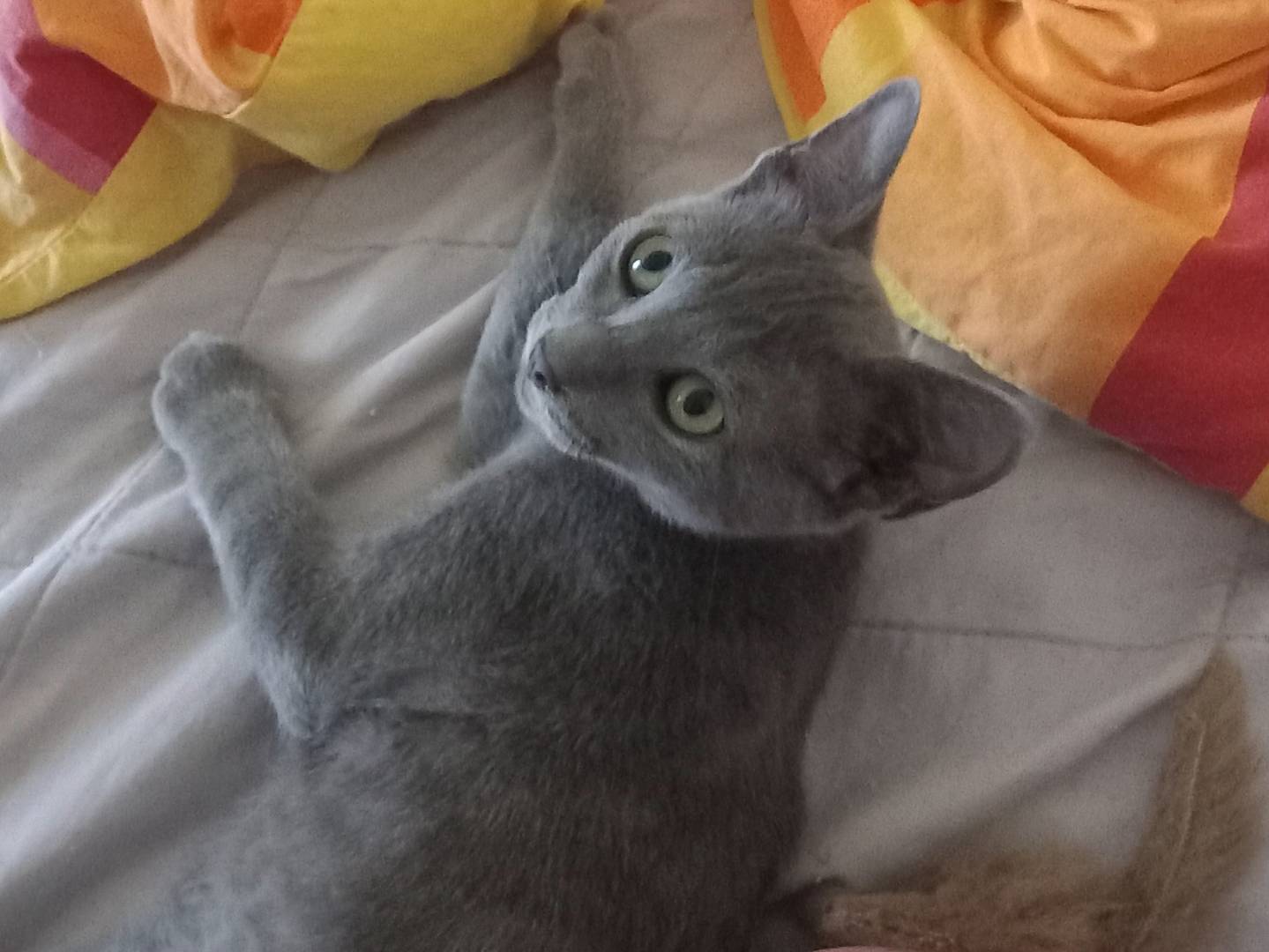 Adozione gatto, femmina, Certosino  Razza sconosciuta, 3 mesi, taglia non valida, Firenze