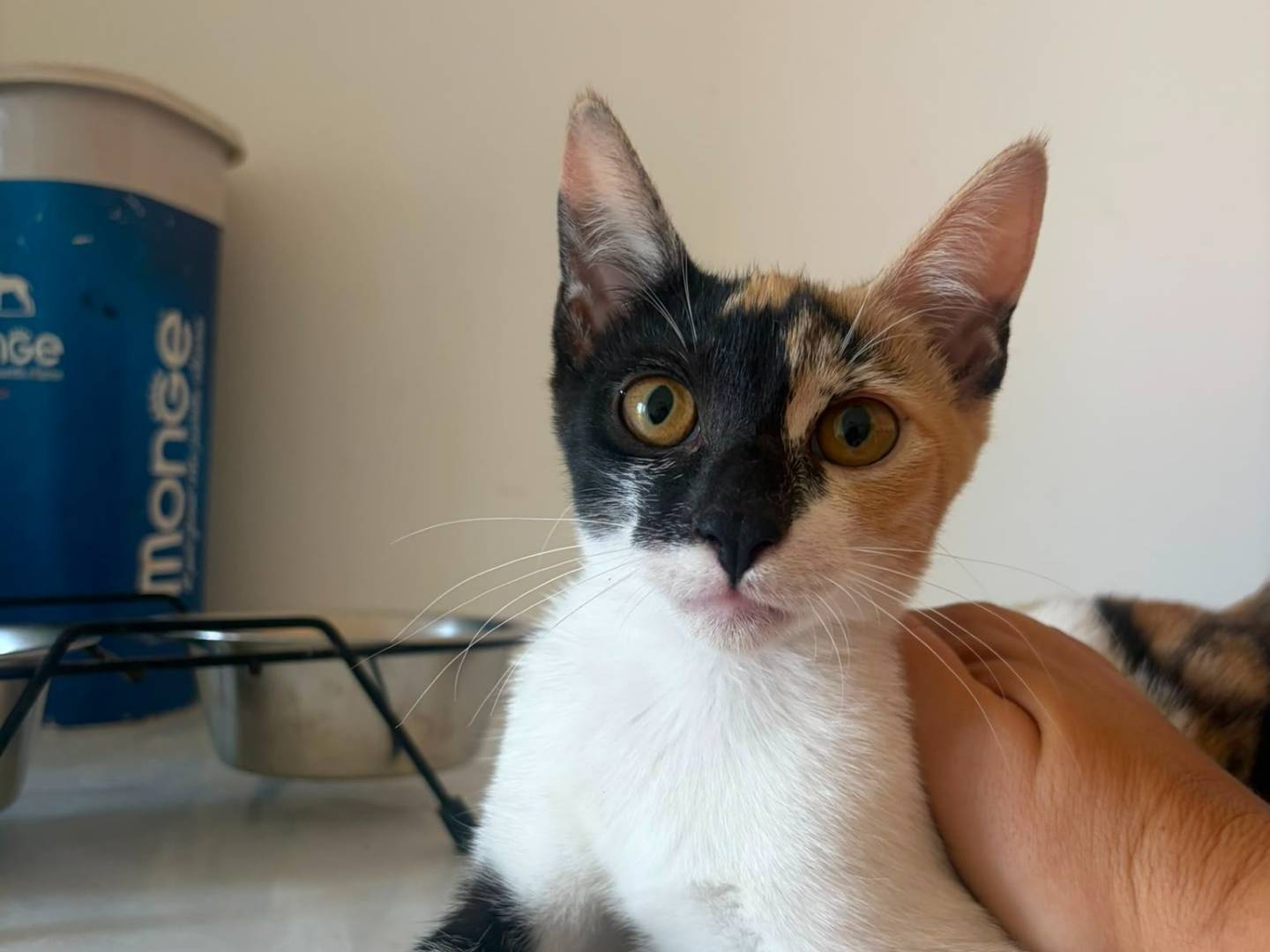 Adozione gatto, femmina, Razza sconosciuta Razza sconosciuta, 4 mesi, taglia non valida, Matera
