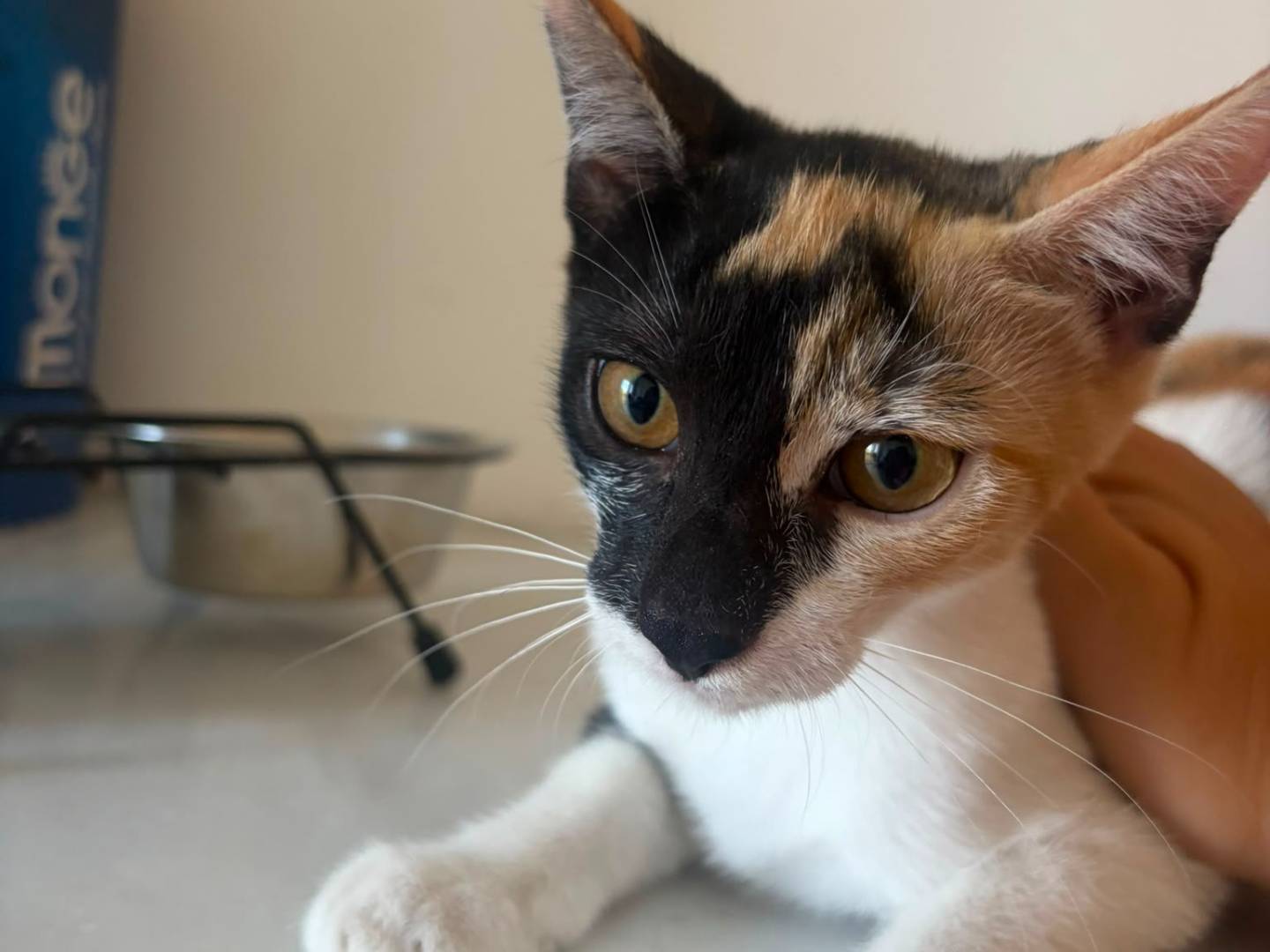 Adotta un gatto, femmina, 4 mesi, Matera
