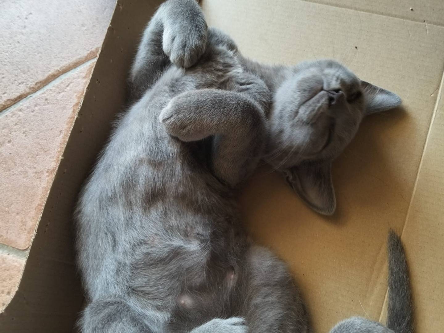 Adotta un gatto, femmina, 3 mesi, Firenze