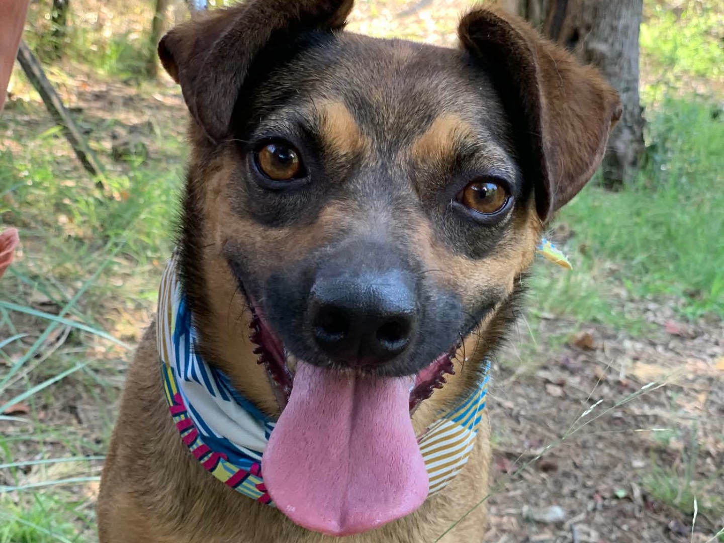 Adotta un cane, maschio, 6 anni e 3 mesi, Latina