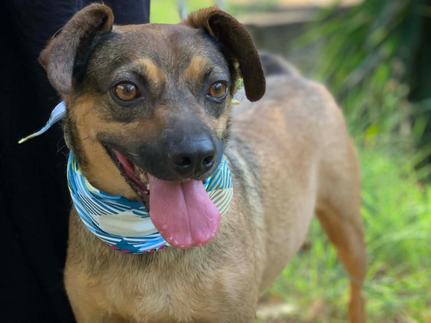 Adotta un cane, taglia media contenuta, maschio, Latina