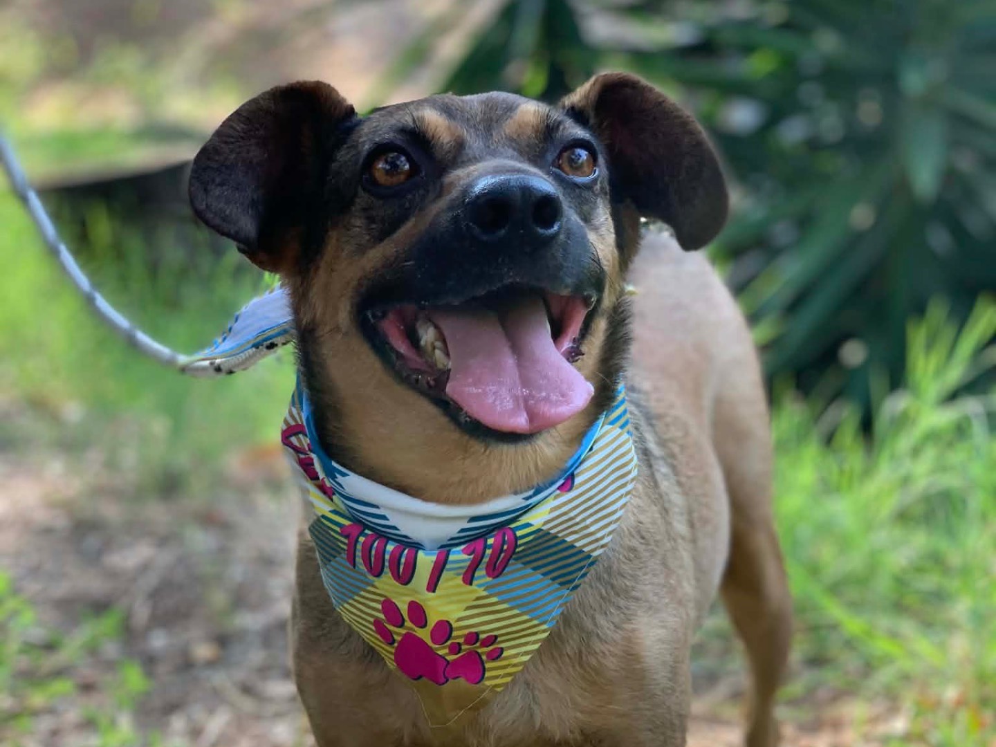 Adotta il cane Lollo  a Latina