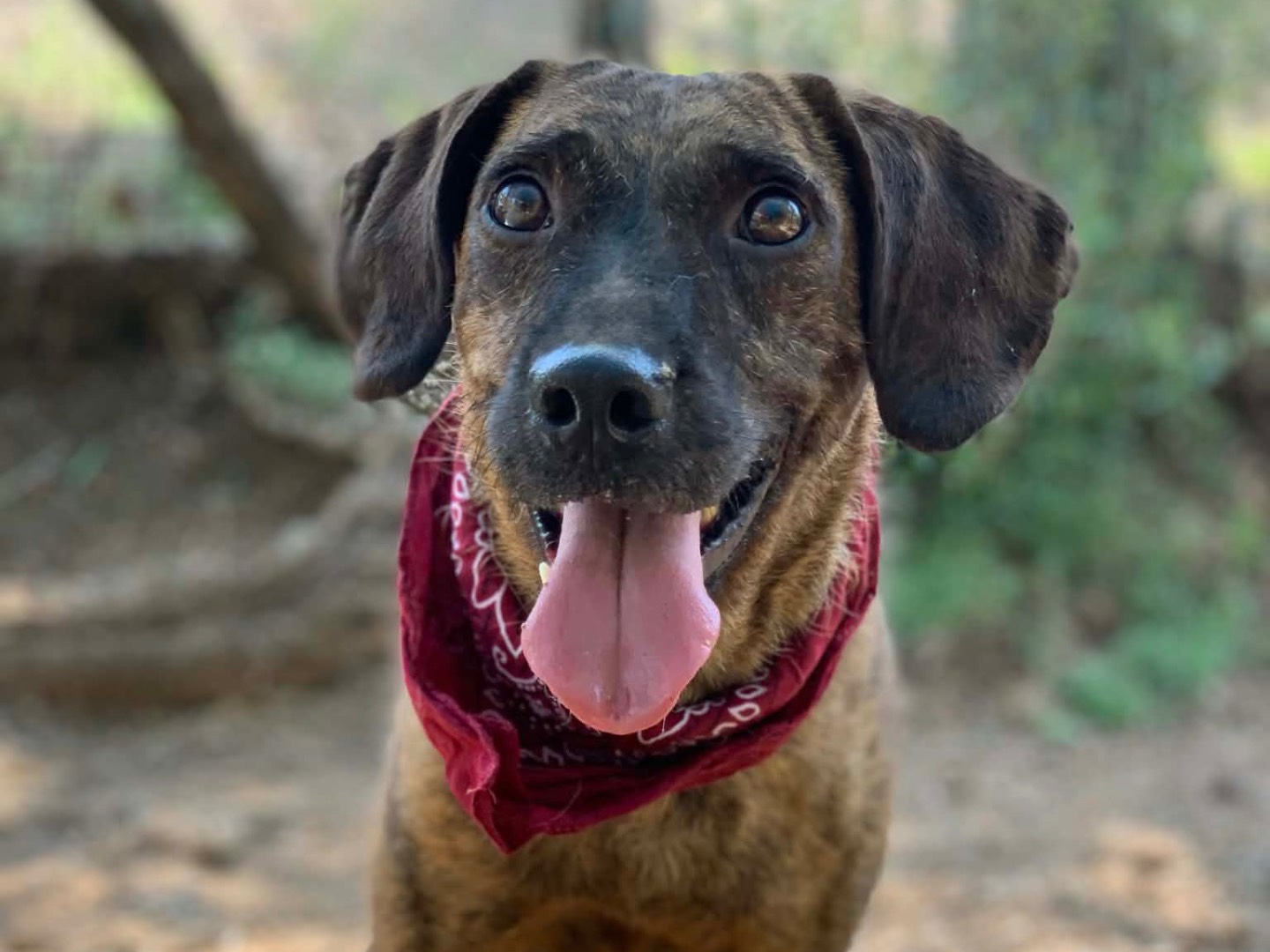 Adotta un cane, taglia media contenuta, maschio, Latina