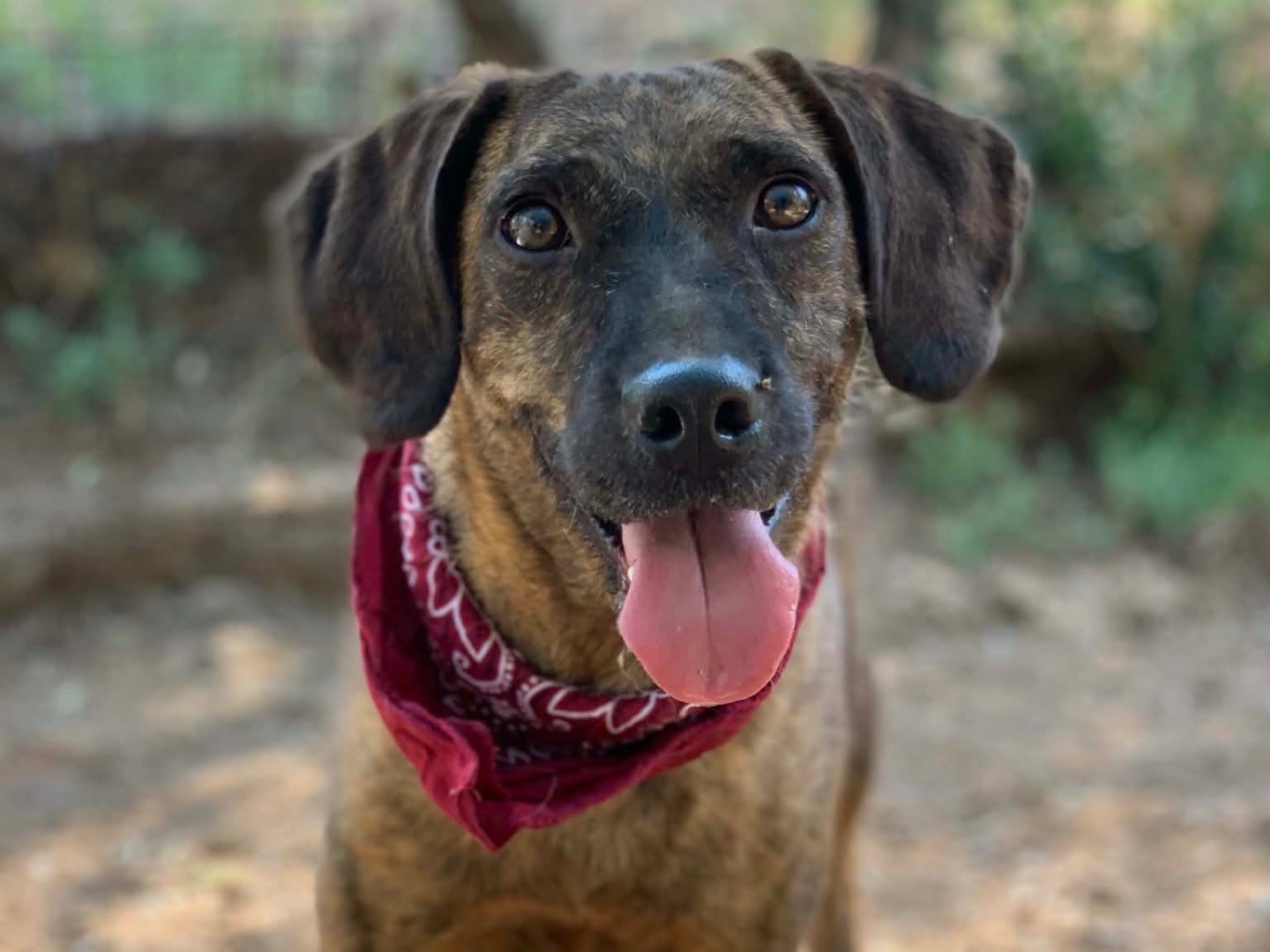 Adozione cane, maschio, Razza sconosciuta Razza sconosciuta, 4 anni e 3 mesi, taglia media contenuta, Latina
