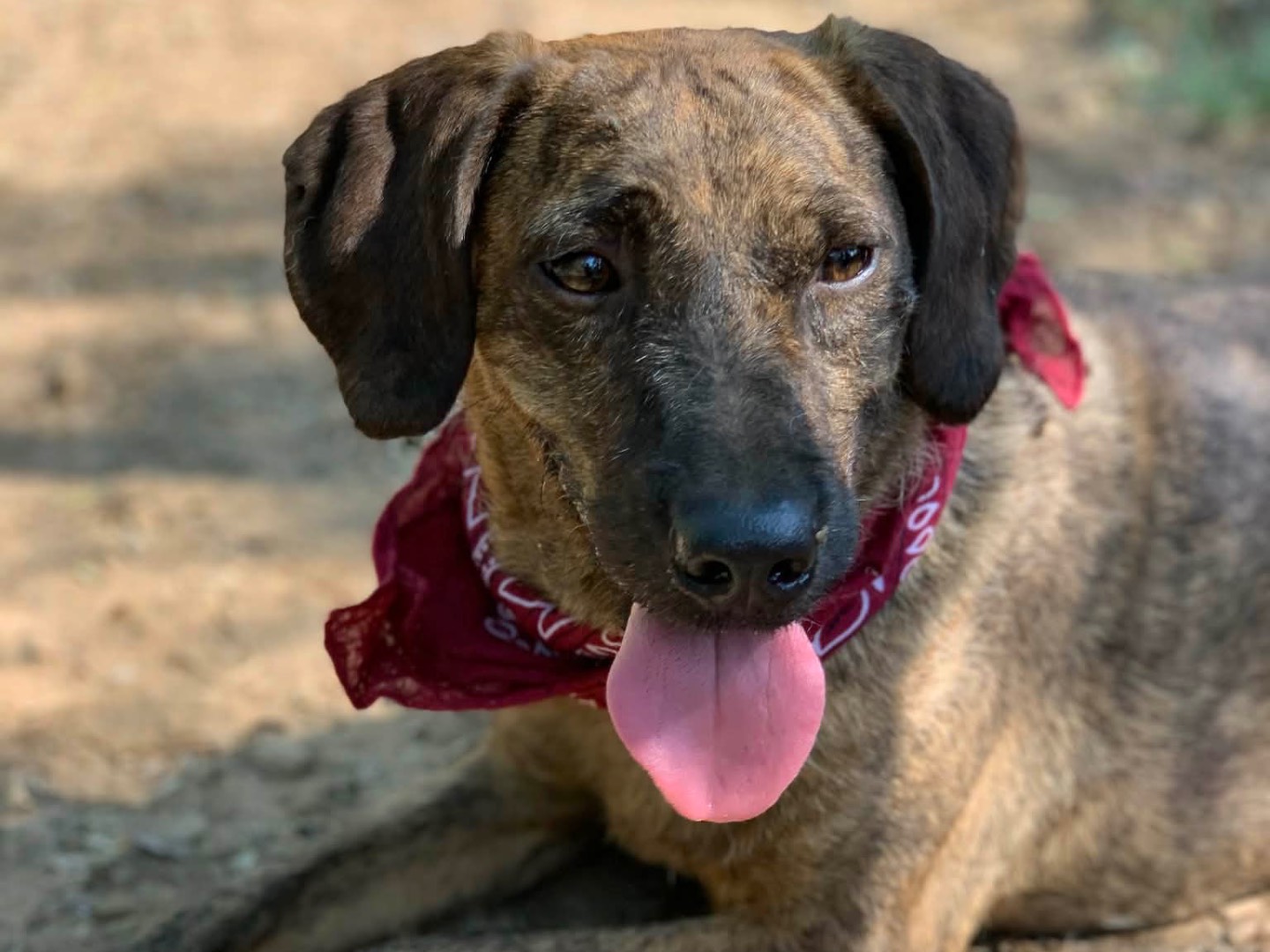 Adotta il cane Semola a Latina