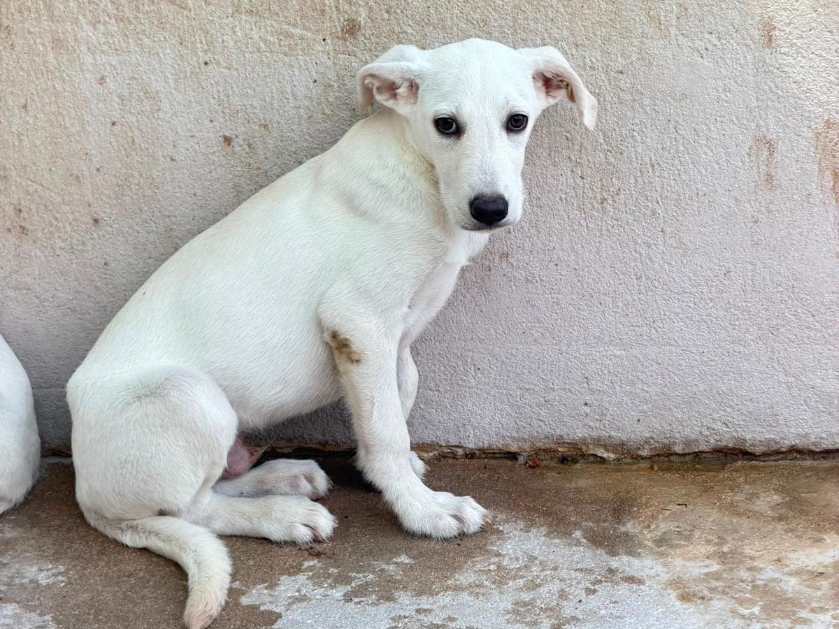 Adozione cane, maschio, Razza sconosciuta Razza sconosciuta, 5 mesi, taglia media, Salerno