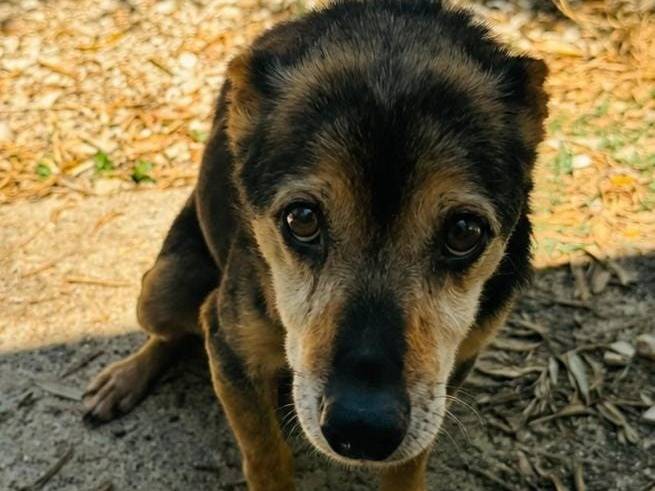 Adozione cane, maschio, Razza sconosciuta Razza sconosciuta, 10 anni e 2 mesi, taglia media contenuta, Brescia
