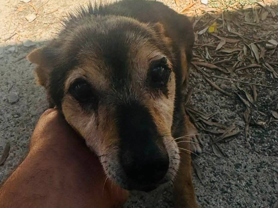 Adotta un cane, maschio, 10 anni e 2 mesi, Brescia